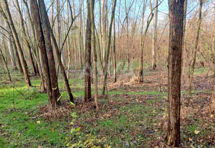 Na prodaju poljoprivredno zemljište sa šumom – KO Bogojevo