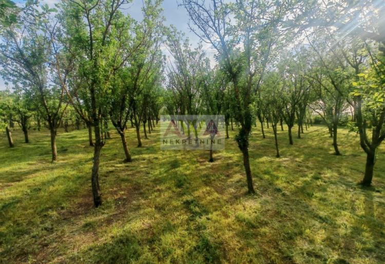 Imanje za život i proizvodnju – vinograd, voćnjak i podrum u Sivcu