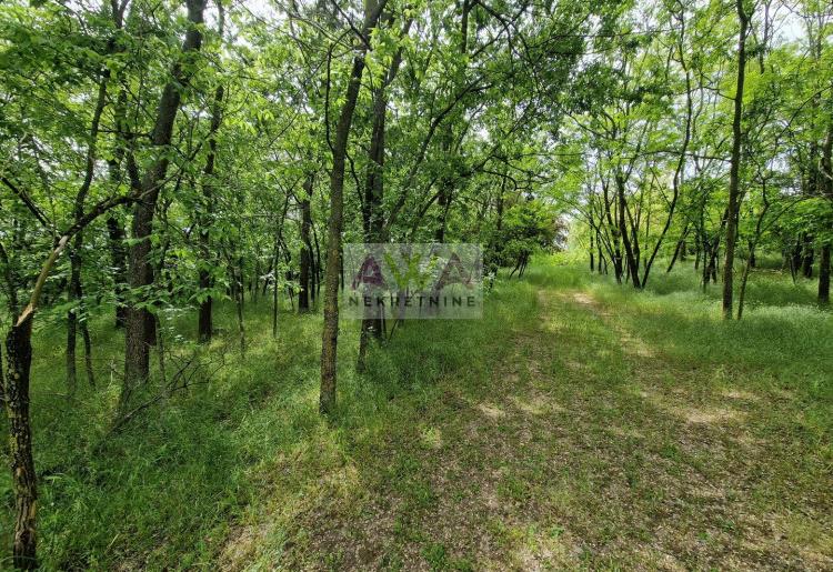 Kuća u šumi – 95m² na placu od 7.111m² | Idealno za vikendicu, beg u prirodu ili novi početak