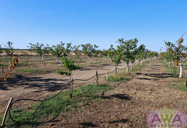Sombor – salaš na 1,31 ha sa dve funkcionalne kuće i voćnjakom