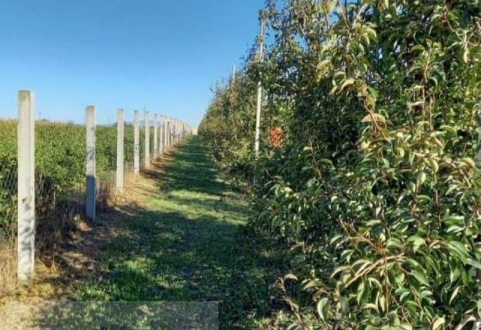 Apatin. Voćnjak Kruška 23ar