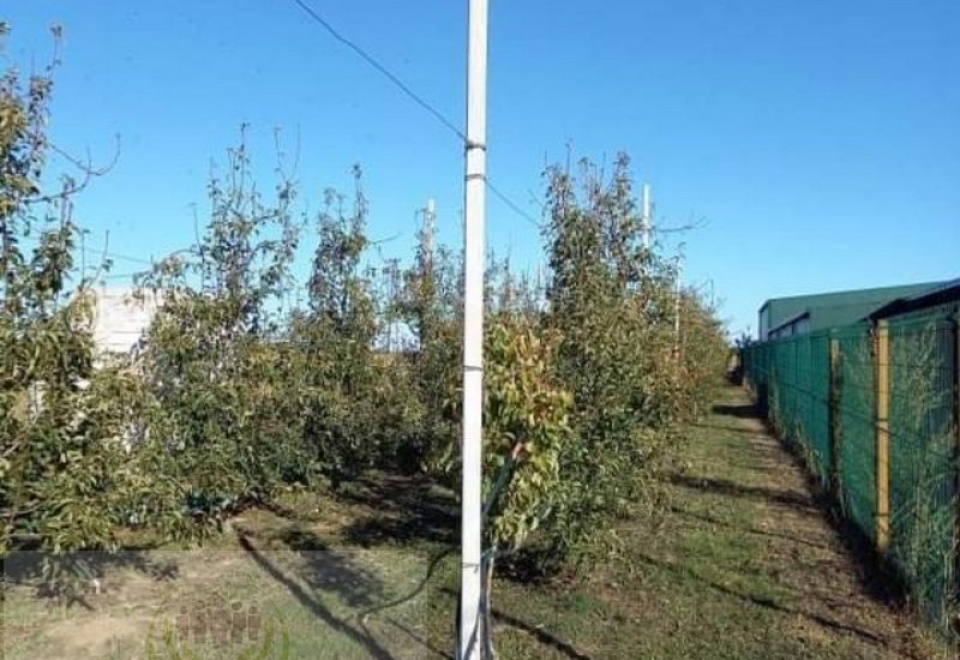 Apatin. Voćnjak Kruška 23ar