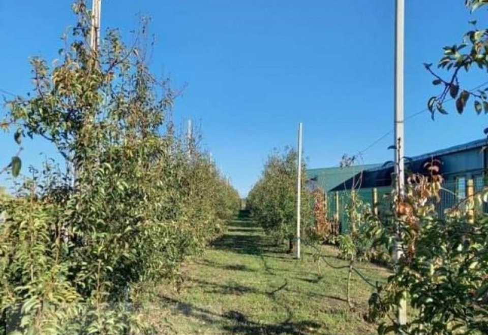 Apatin. Voćnjak Kruška 23ar