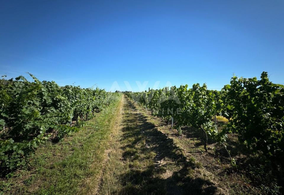 Vinograd i voćnjak na 3.94ha Bački Monoštor