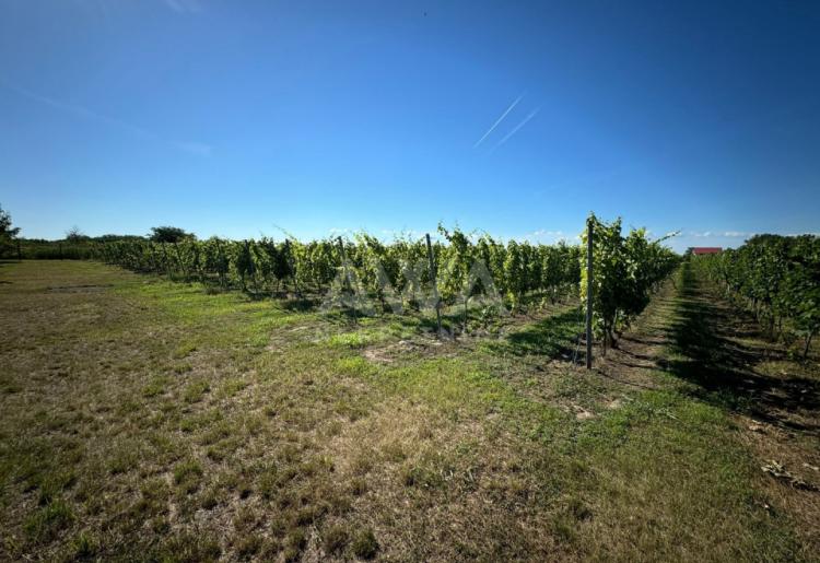 Vinograd i voćnjak na 3.94ha Bački Monoštor