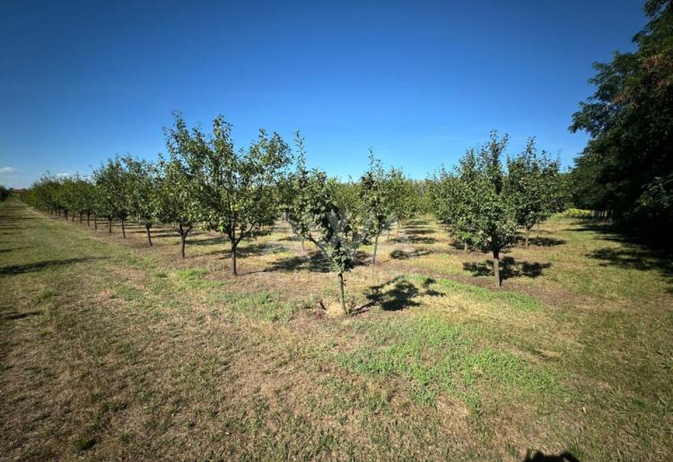 Vinograd i voćnjak na 3.94ha Bački Monoštor