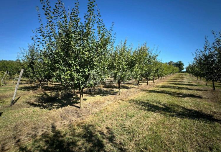 Vinograd i voćnjak na 3.94ha Bački Monoštor